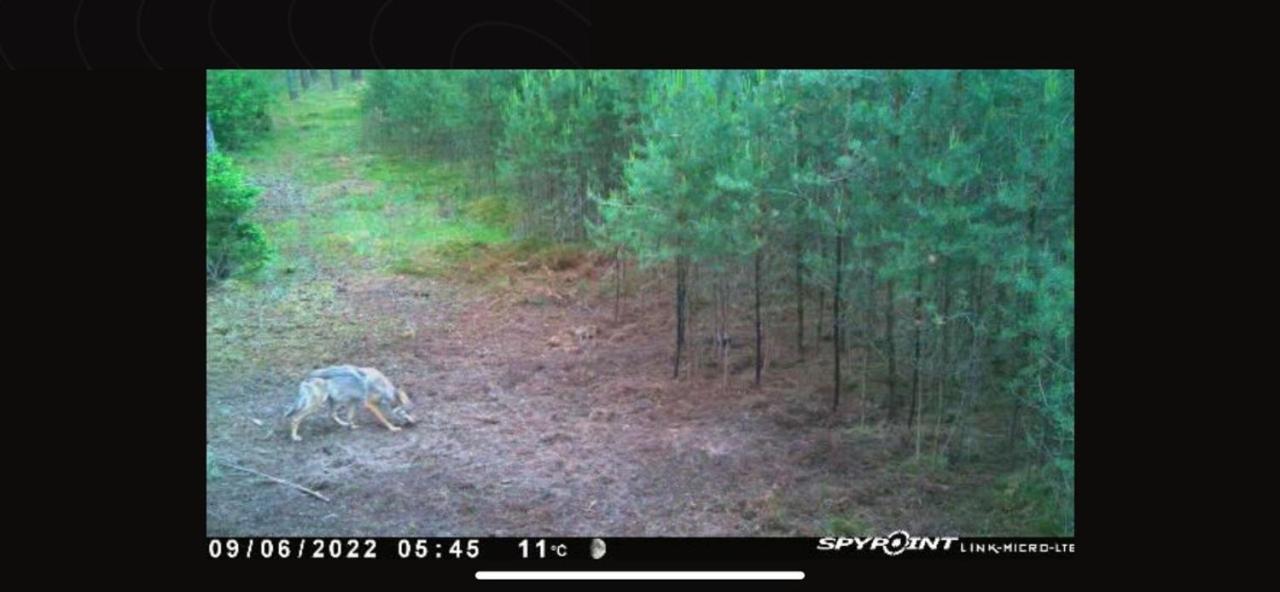 Jagd-Angler-Suite-04-Im-Wald-Am-See Kyritz Exteriör bild